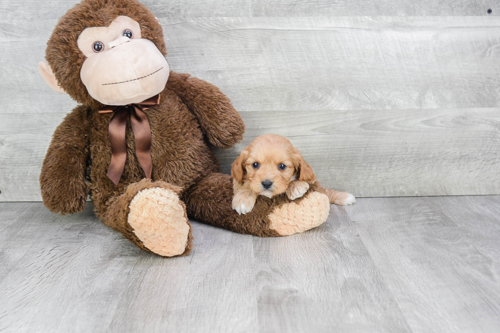 Cavapoo Puppy for Adoption