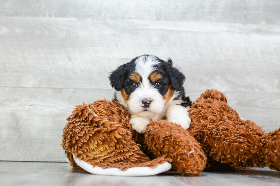 Popular Mini Bernedoodle Poodle Mix Pup