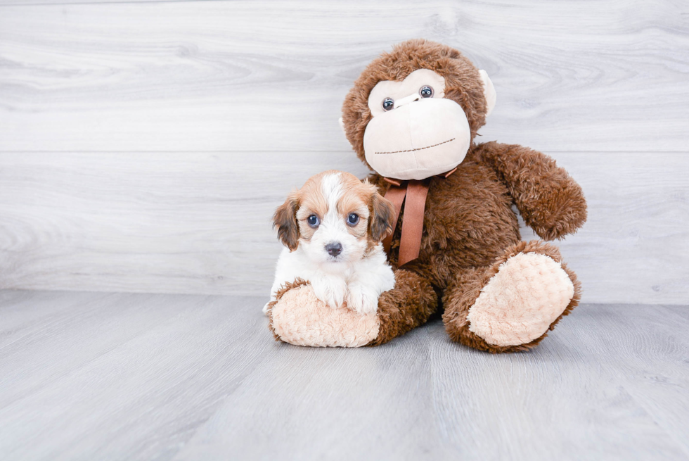 Funny Cavachon Designer Pup