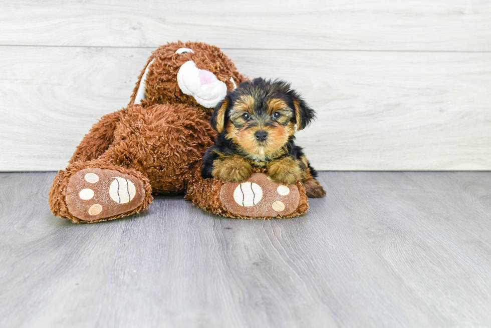 Meet Bronze - our Yorkshire Terrier Puppy Photo 