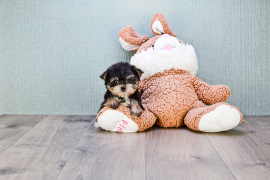 Adorable Yorkie Designer Puppy