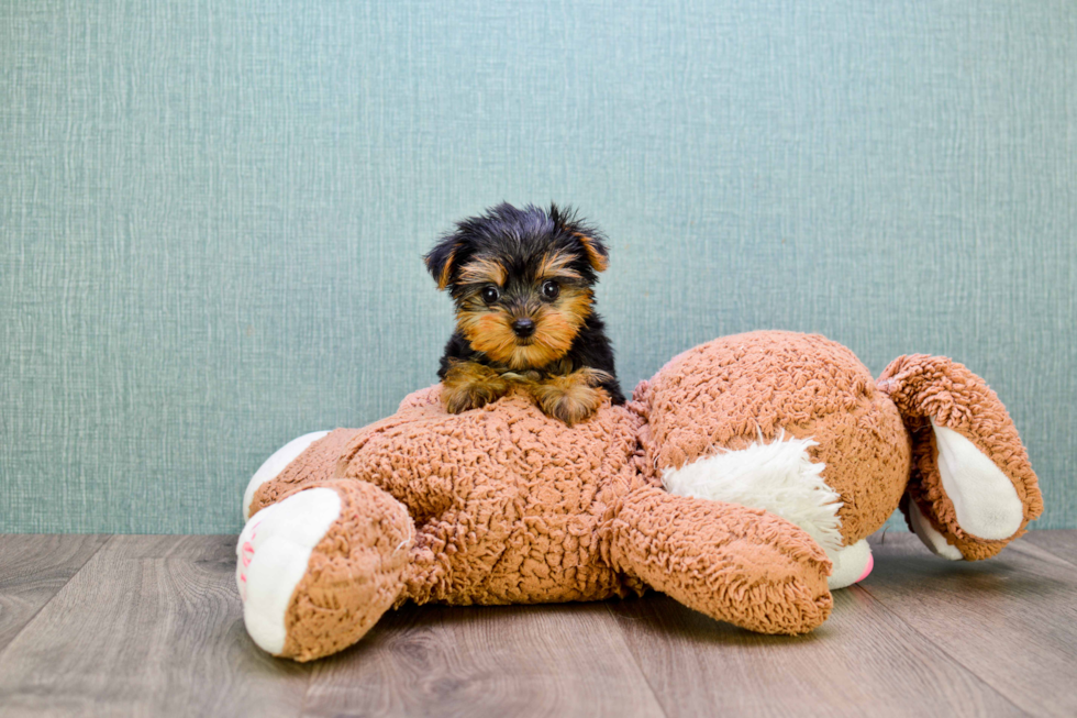 Meet Nugget - our Yorkshire Terrier Puppy Photo 