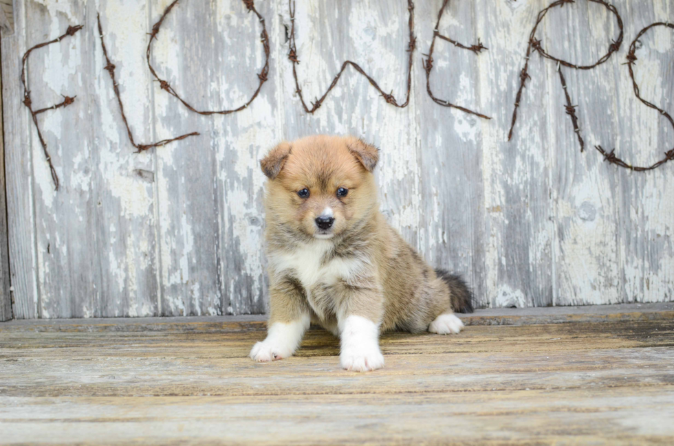 Small Pomsky Baby