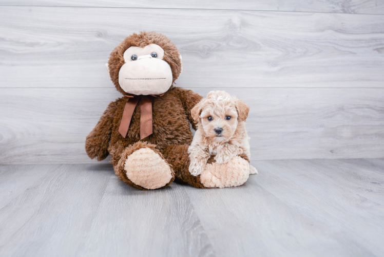 Maltipoo Pup Being Cute