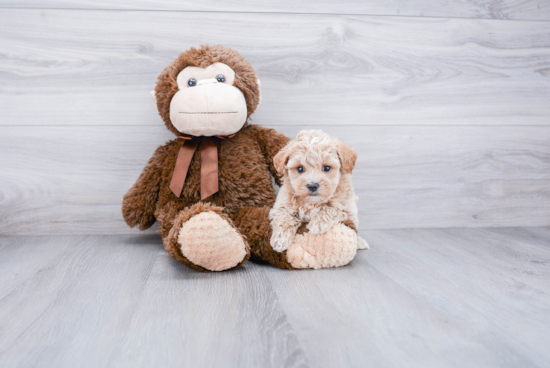 Maltipoo Pup Being Cute