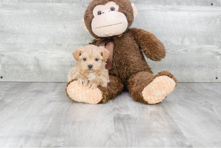 Adorable Maltepoo Poodle Mix Puppy