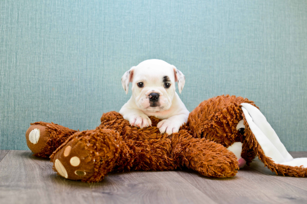 Best English Bulldog Baby