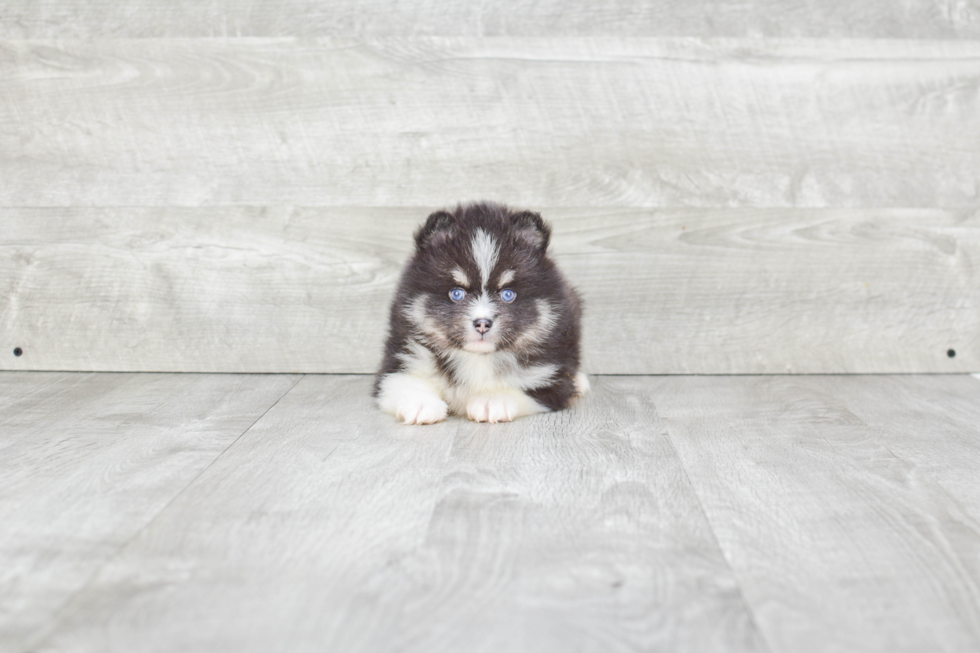 Pomsky Puppy for Adoption