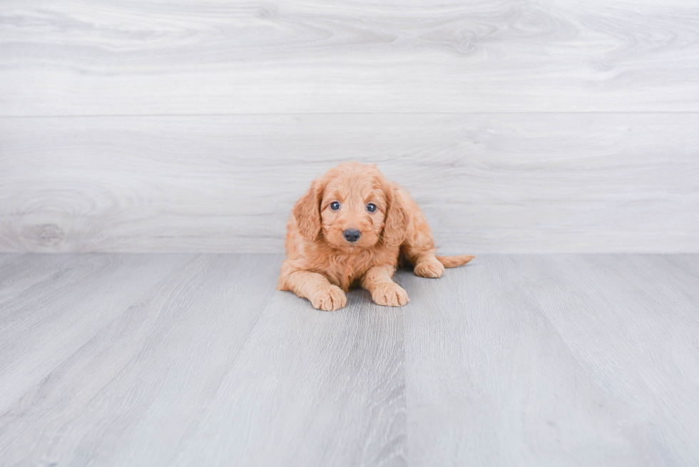 Mini Goldendoodle Pup Being Cute