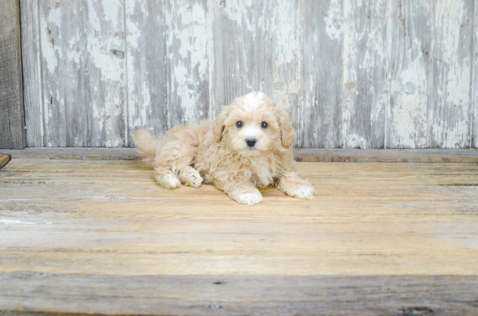 Maltipoo Pup Being Cute