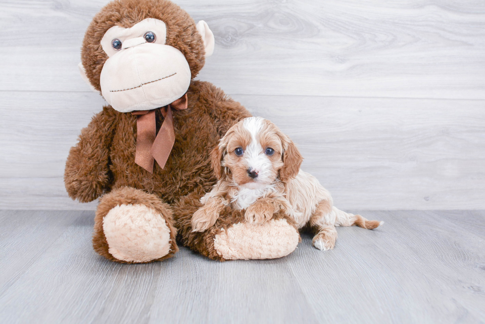 Popular Cavapoo Poodle Mix Pup