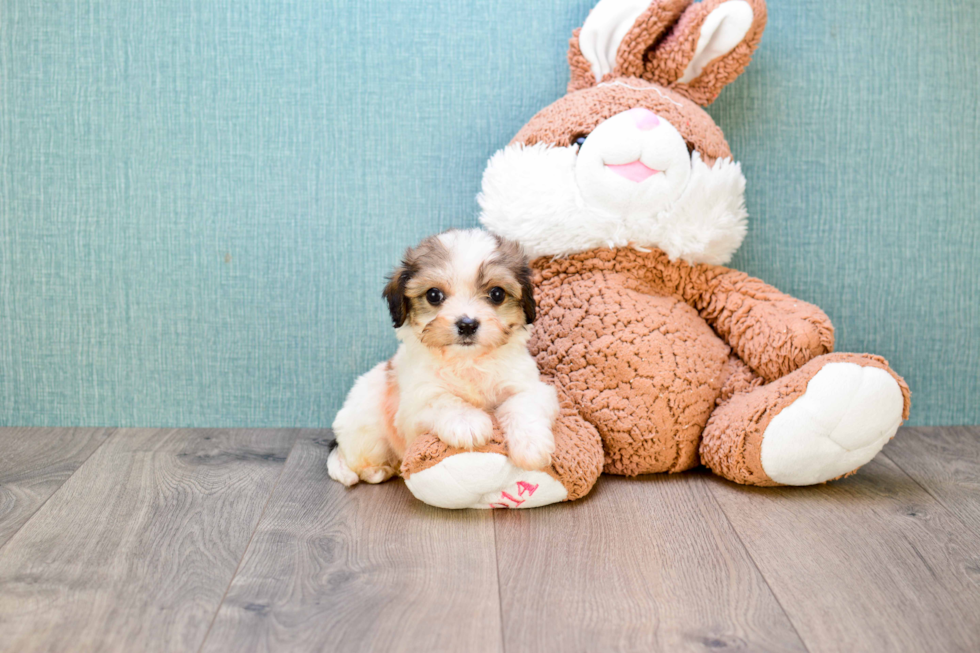 Popular Cavachon Designer Pup