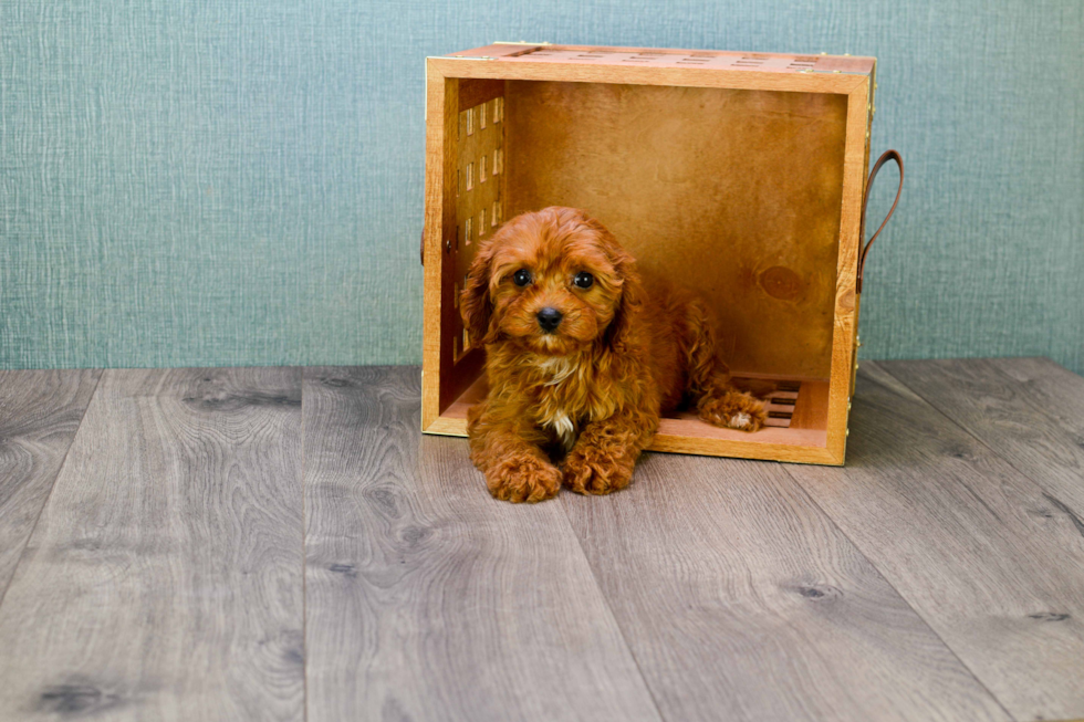 Smart Cavapoo Poodle Mix Pup