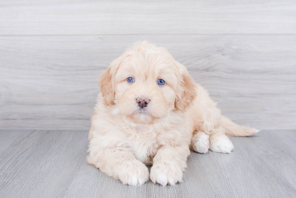 Popular Mini Bernedoodle Poodle Mix Pup