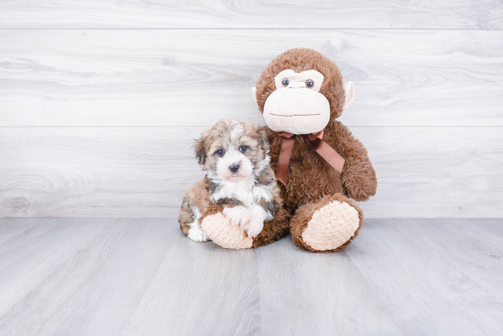 Friendly Havanese Purebred Pup