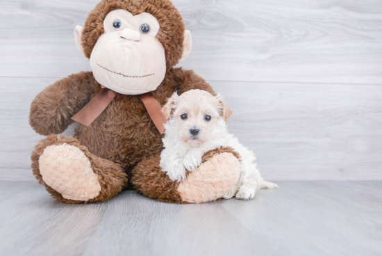 Maltipoo Puppy for Adoption