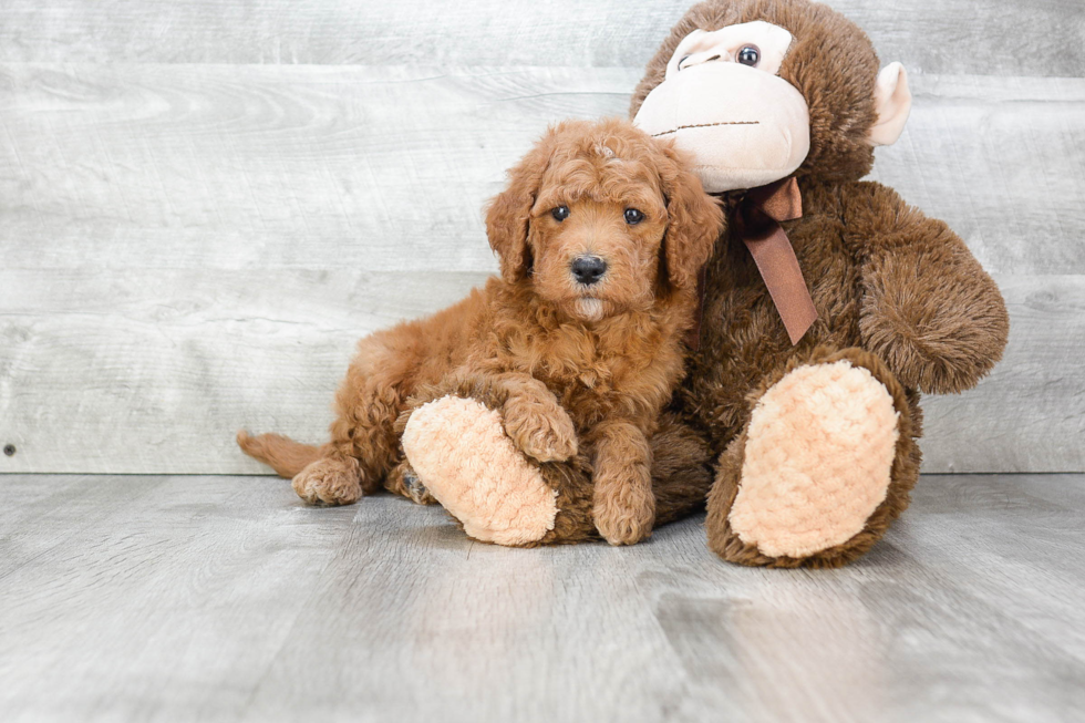 Fluffy Mini Goldendoodle Poodle Mix Pup