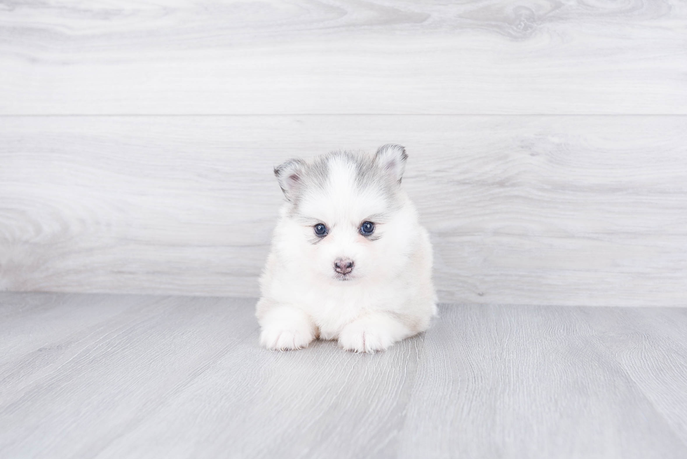 Pomsky Puppy for Adoption