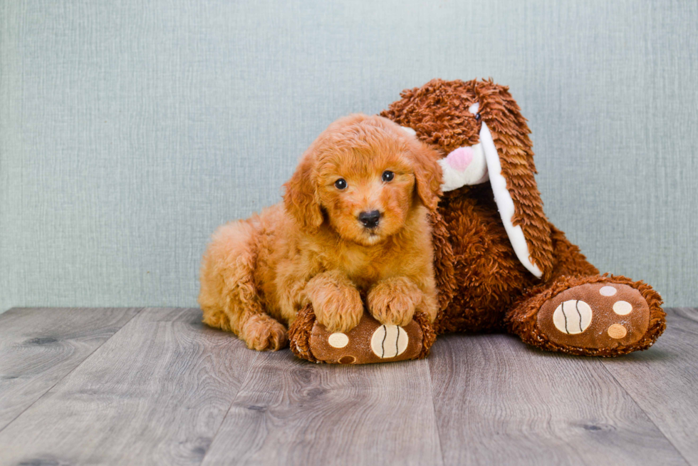 Mini Goldendoodle Puppy for Adoption