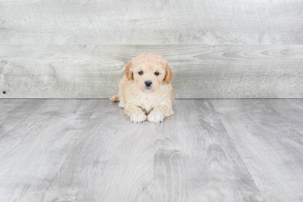 Smart Maltipoo Poodle Mix Pup