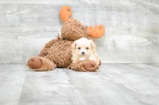 Maltipoo Puppy for Adoption