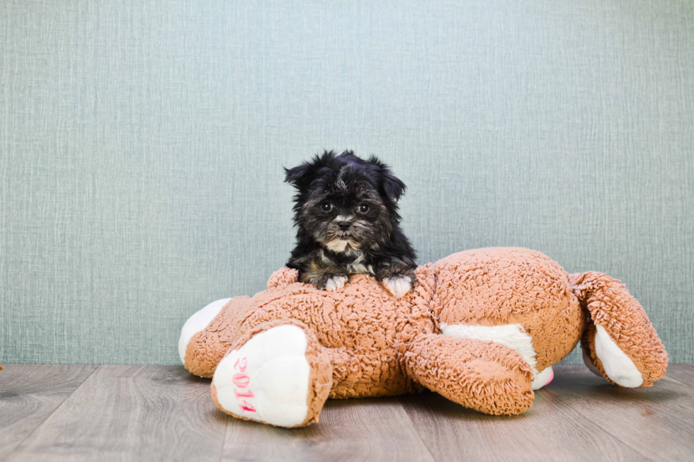 Hypoallergenic Yorkie Designer Puppy