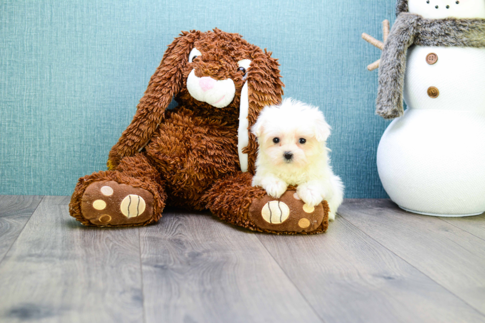 Smart Maltese Purebred Puppy