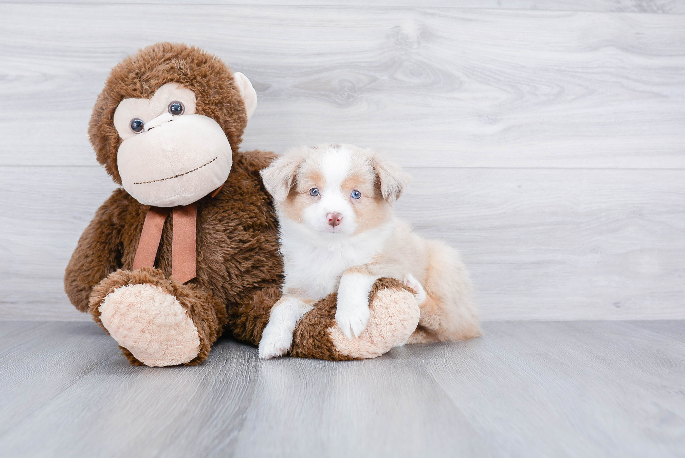 Friendly Mini Aussiedoodle Baby
