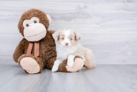 Friendly Mini Aussiedoodle Baby