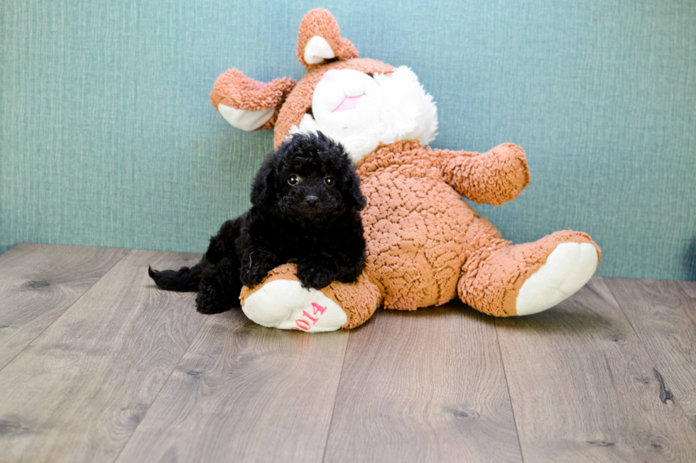 Playful Cavoodle Poodle Mix Puppy