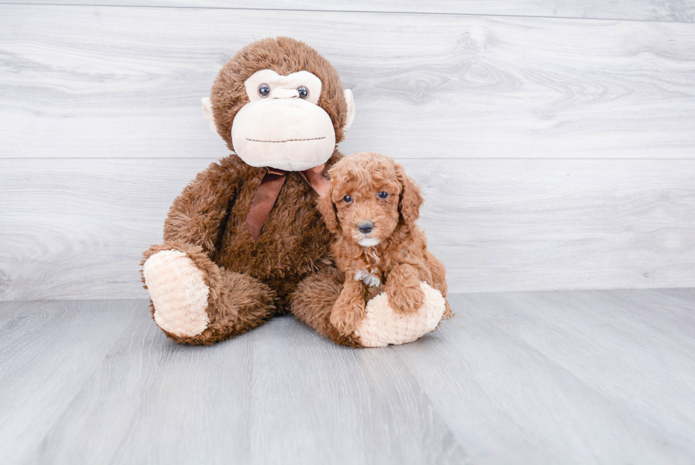 Cockapoo Pup Being Cute