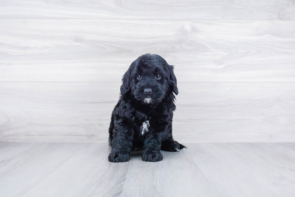 Funny Mini Goldendoodle Poodle Mix Pup