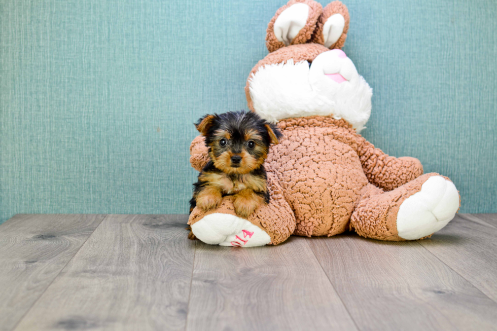 Meet Nugget - our Yorkshire Terrier Puppy Photo 