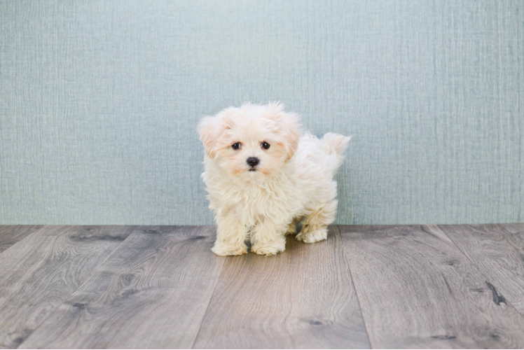 Small Maltipoo Baby