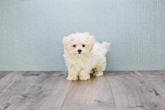 Small Maltipoo Baby