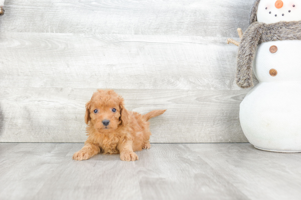 Best Mini Goldendoodle Baby