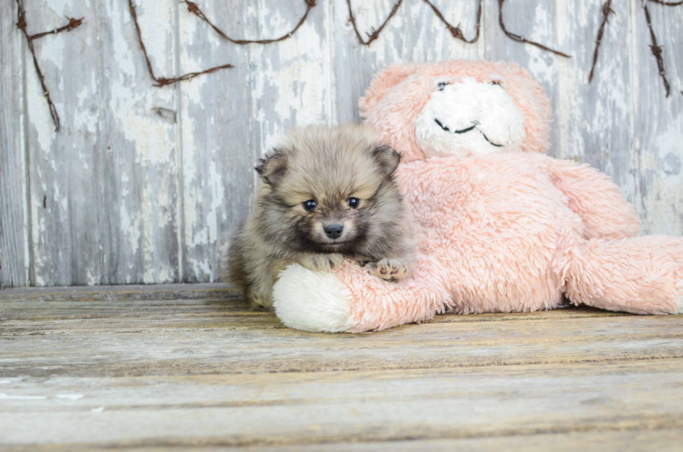 Best Pomeranian Baby