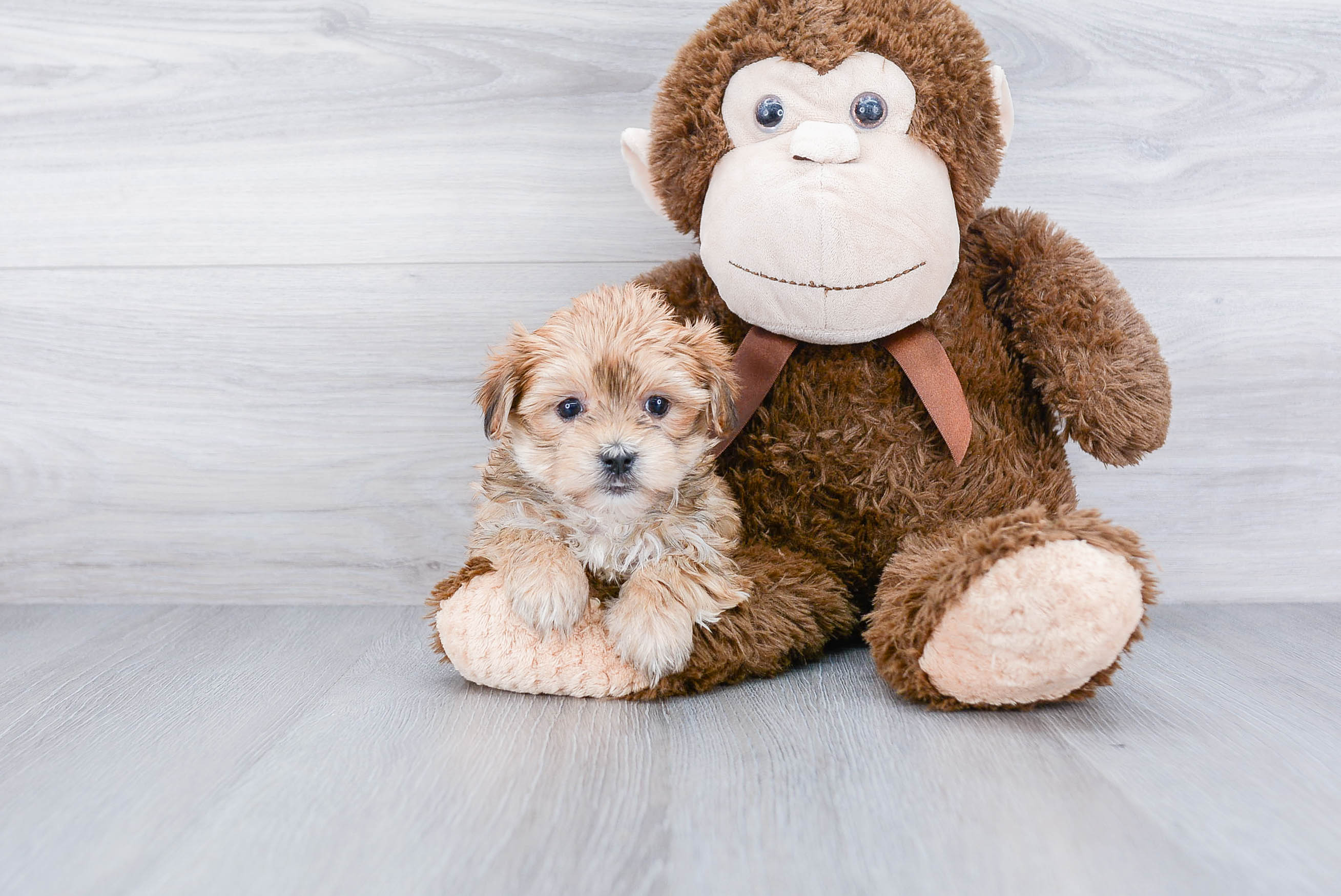 Hypoallergenic Yorkie Designer Puppy
