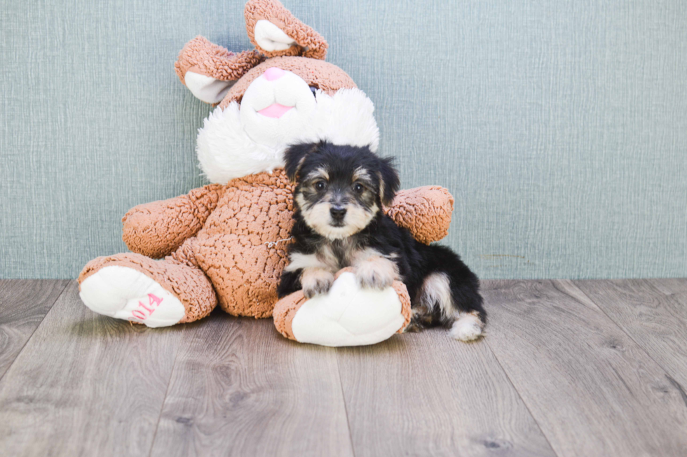 Morkie Pup Being Cute