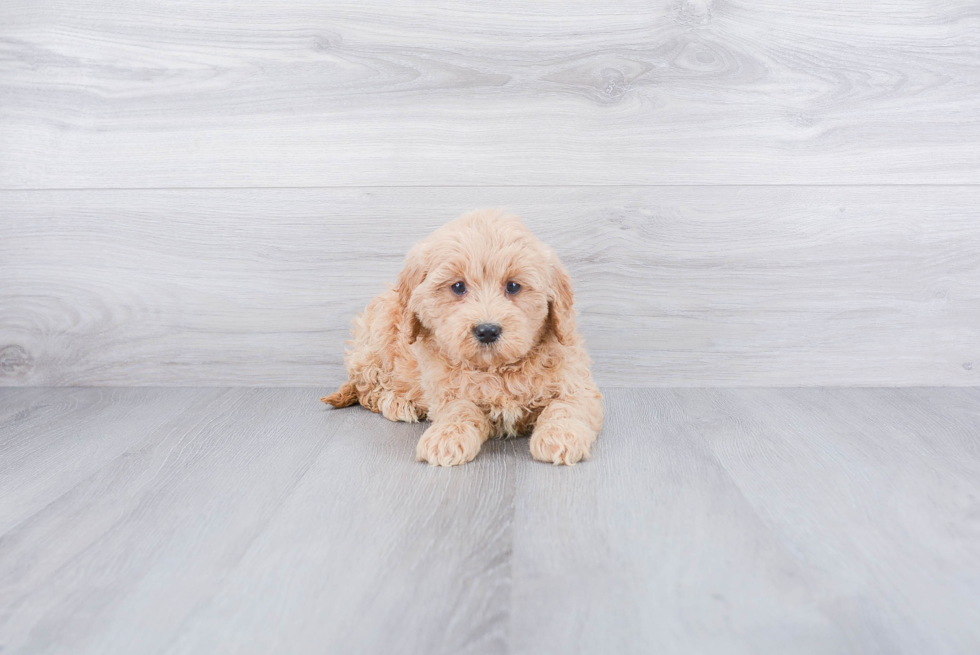 Mini Goldendoodle Pup Being Cute