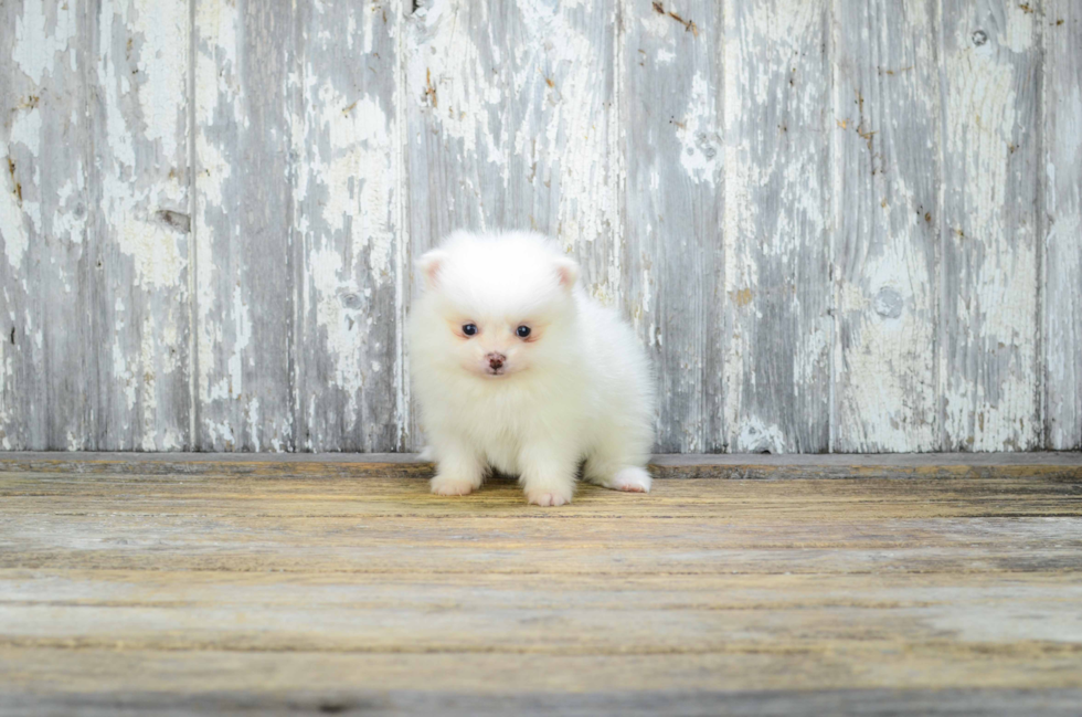 Pomeranian Puppy for Adoption