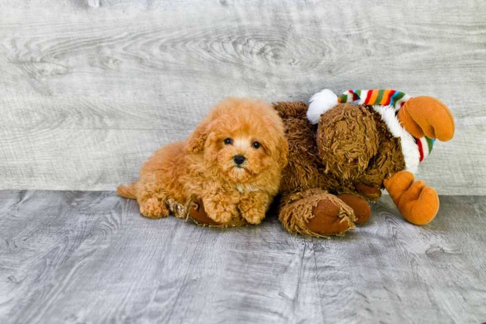 Happy Maltipoo Baby