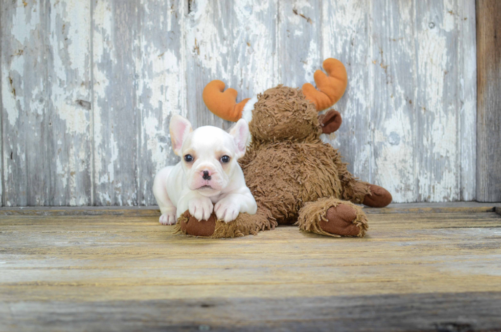 French Bulldog Puppy for Adoption