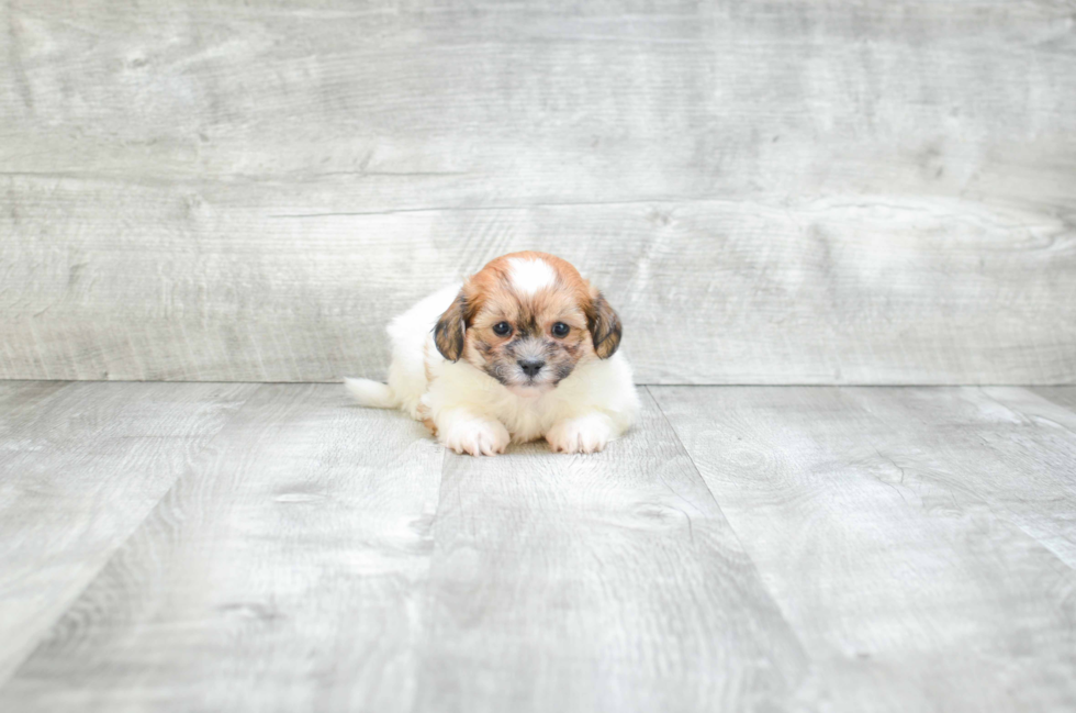 Teddy Bear Pup Being Cute