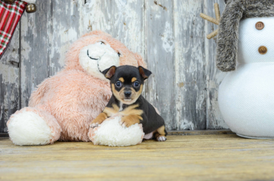 Cute Chihuahua Baby