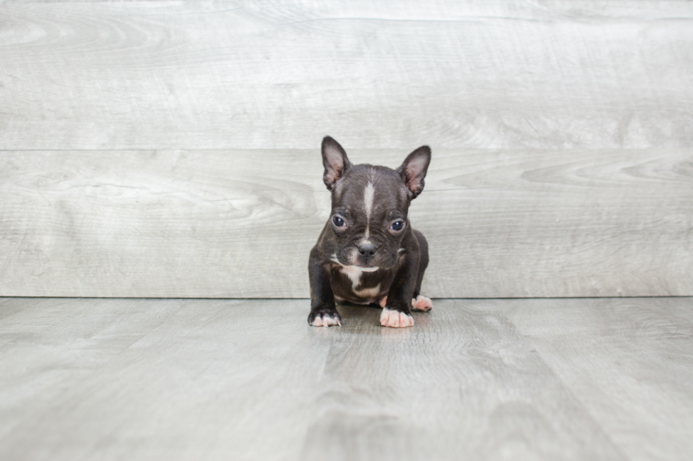 Playful Boston Terrier Baby