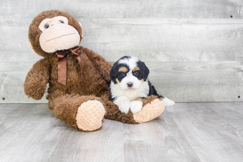 Happy Mini Bernedoodle Baby