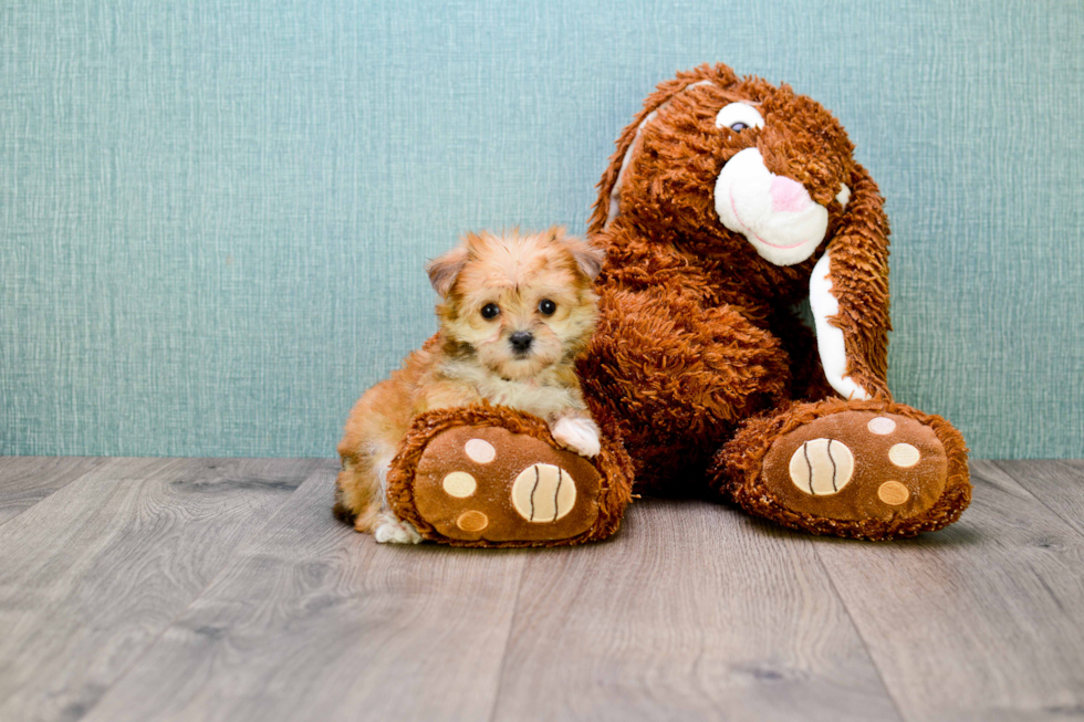 Morkie Pup Being Cute