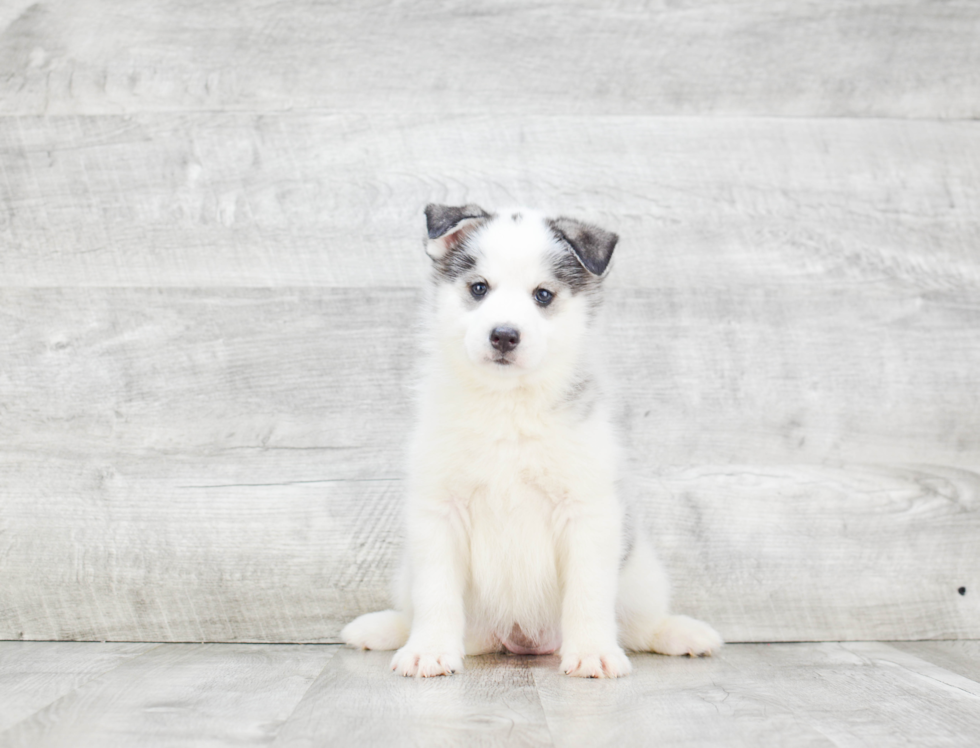 Pomsky Puppy for Adoption