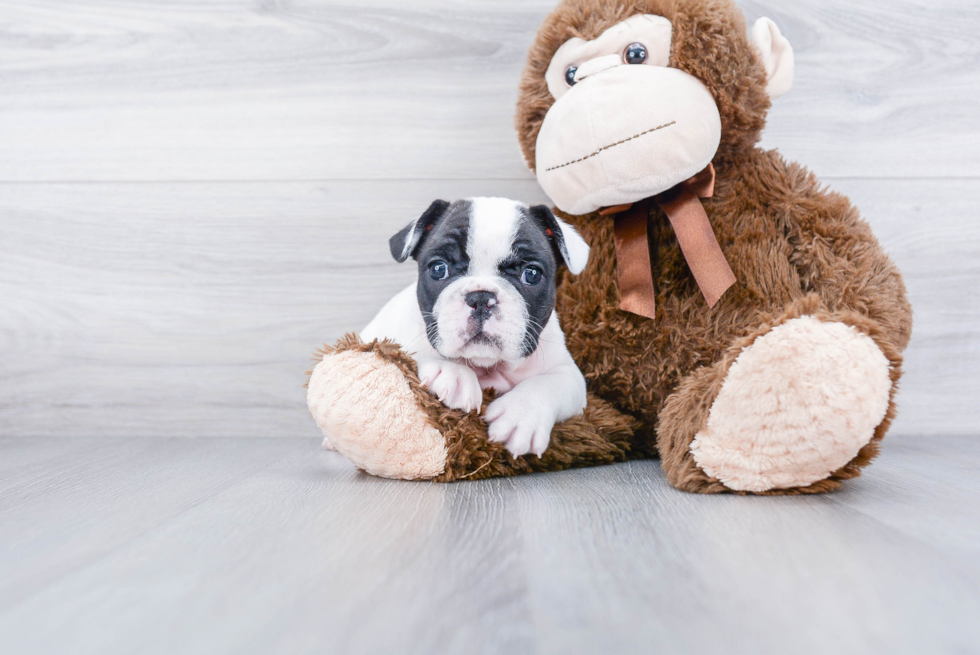 Playful French Bulldog Baby